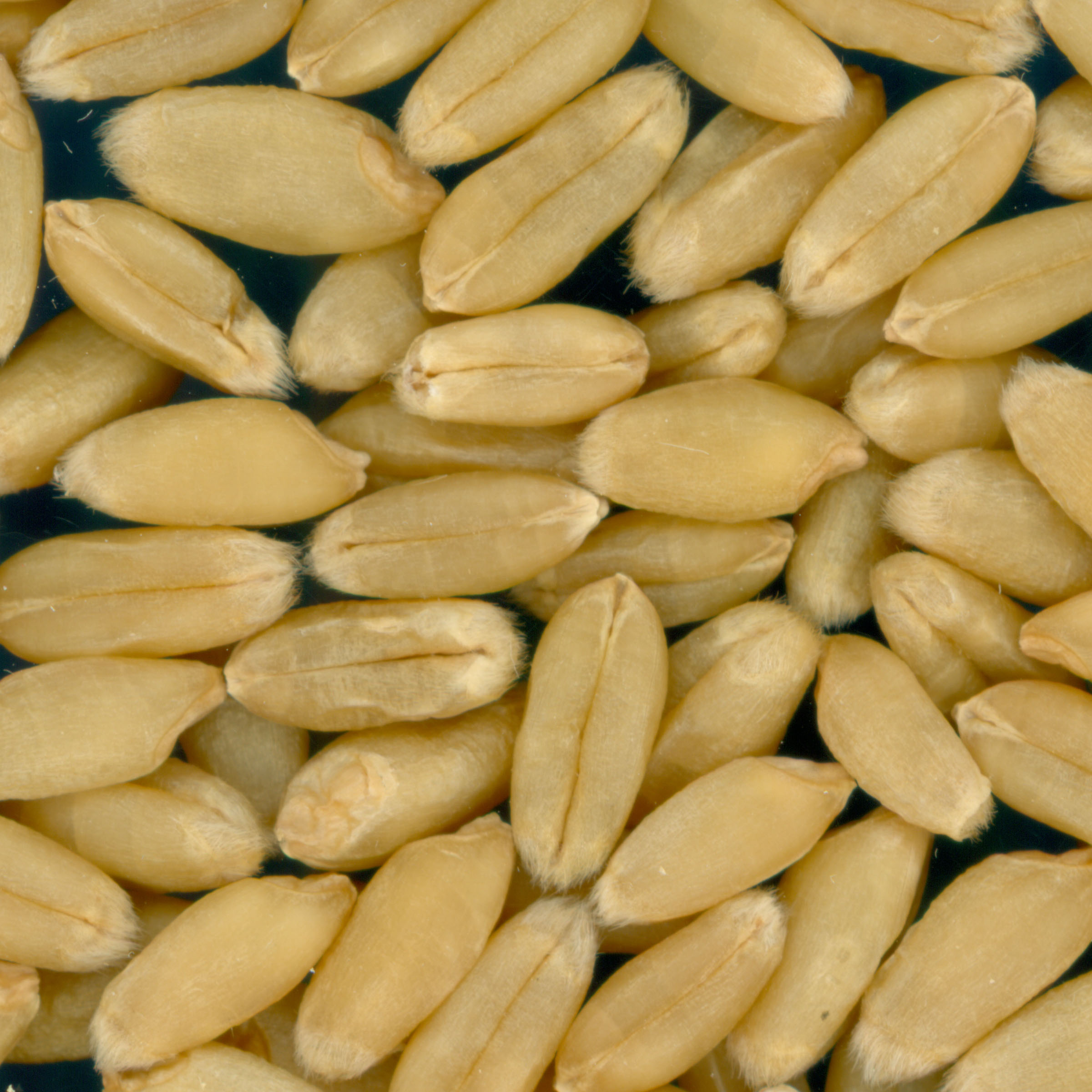 Click for 3 image(s) for this accession. KERNELS
